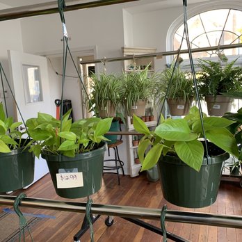 Gardenia Flower Market - Very reasonable prices! - Nurseries & Gardening Near Me - Milwaukee, Wisconsin Gardenia Flower Market - Very reasonable prices! - Nurseries & Gardening Near Me - Milwaukee, Wisconsin
