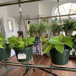 Gardenia Flower Market - Very reasonable prices!