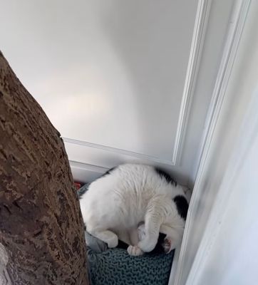 Romeow Cat Bistrot by null