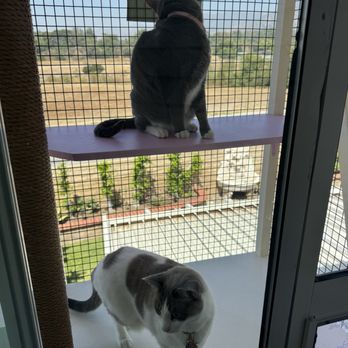Catio Guy - Pet Services Near Me Catio Guy - Pet Services Near Me