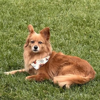 E-Z Dog Wash - Handsome dog. - Pet Groomers Near Me - Duarte, California E-Z Dog Wash - Handsome dog. - Pet Groomers Near Me - Duarte, California