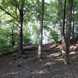 Frisbeegolfbanen i Frognerparken