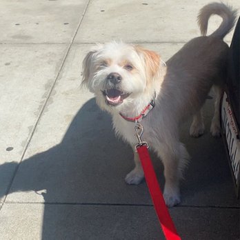 Central Barks - Joey after a trim - Pet Groomers Near Me - Salinas, California