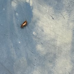 Tip Top Laundry - Roach