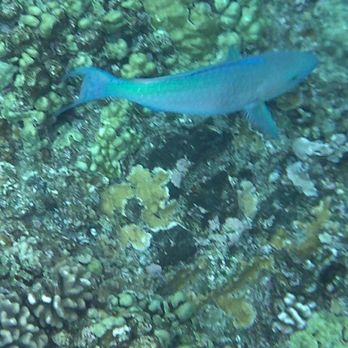 Aqua Adventure - Rainbow fish - Snorkeling Near Me - Wailuku, Hawaii Aqua Adventure - Rainbow fish - Snorkeling Near Me - Wailuku, Hawaii