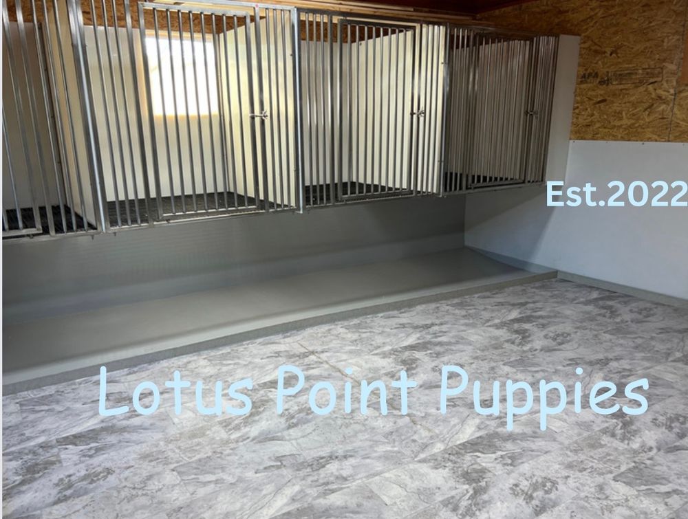 LOTUS POINT PUPPIES Request Information Irving, New York Pet
