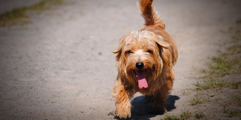 Wildflower Veterinary Mobile Services Image