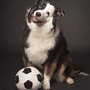Amherst Veterinary Hospital