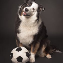 Amherst Veterinary Hospital - Rosie