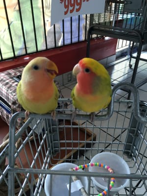 pet shop bird road