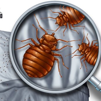 The Bug's End - Pest Control Near Me - Longview, Texas The Bug's End - Pest Control Near Me - Longview, Texas