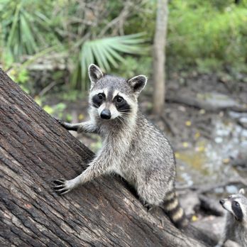 Cajun Pride Swamp Tours - Tours Near Me - La Place, Louisiana