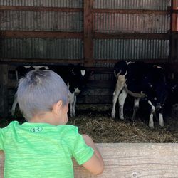 Sanders Dairy Farm - Checking out the baby calf's