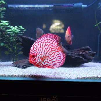 Total Fish & Pets - One of the 3 discus I got from here, definitely great quality - Pet Stores Near Me - Alhambra, California Total Fish & Pets - One of the 3 discus I got from here, definitely great quality - Pet Stores Near Me - Alhambra, California