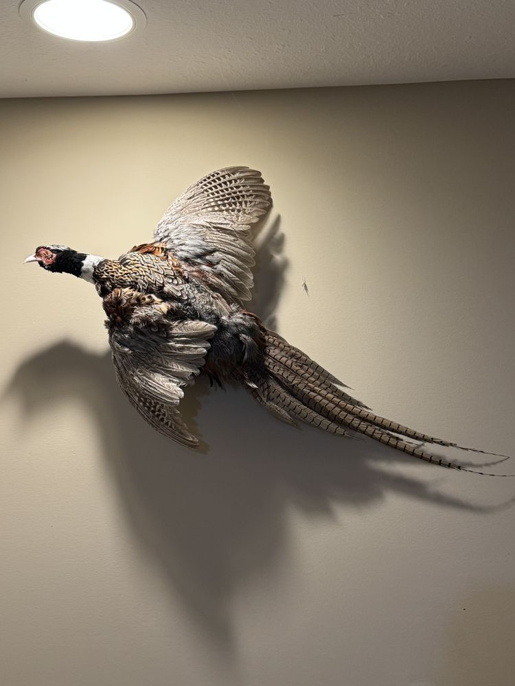 Gates Wildworks - taxidermy in Hastings, MI