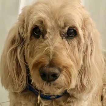 Petstylist Vanessa Padron - Today, 12 years later! - Pet Groomers Near Me - Oakland, California