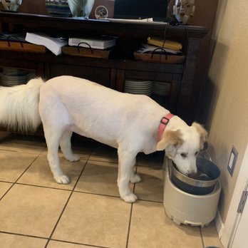 Best Friends Grooming - Daisy after - Pet Sitting Near Me - Rio Rancho, New Mexico Best Friends Grooming - Daisy after - Pet Sitting Near Me - Rio Rancho, New Mexico