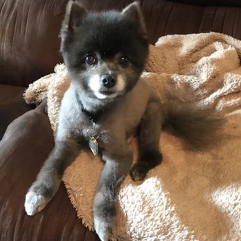 Scruffy Puppy - Pet Services Near Me - Huntsville, Alabama Scruffy Puppy - Pet Services Near Me - Huntsville, Alabama