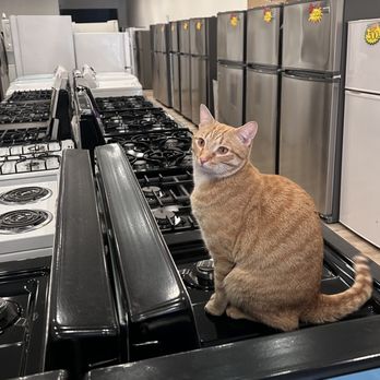 BPC Appliances - Leo our store cat always available to help - Appliances & Repair Near Me - Linden, New Jersey BPC Appliances - Leo our store cat always available to help - Appliances & Repair Near Me - Linden, New Jersey