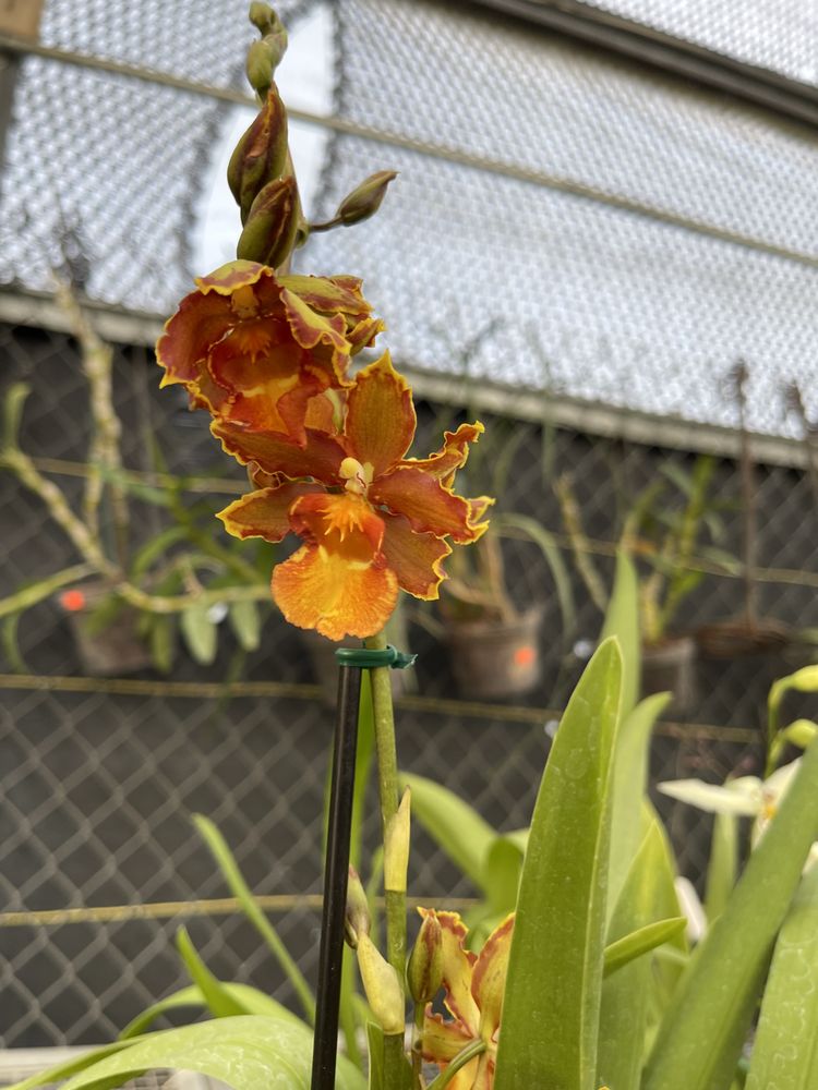 BLOOMING ORCHIDS Updated October 2024 11 Photos 1405 NW Federal