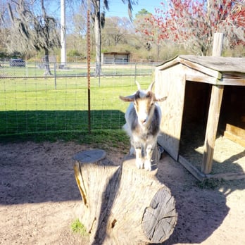 Old MacDonald's Farm - Crazy goats! - Venues & Event Spaces Near Me - Humble, Texas