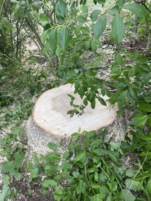 Stump Grinding & Removal - Stump Grinding & Removal Stump Grinding & Removal - Stump Grinding & Removal