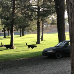 Village of the Trees RV Park - Person sleeping in car, while dogs tied to a tree and BARKED all night!