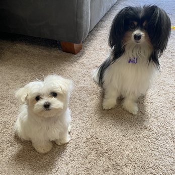 Hannah Pet Hospital - My new puppy Ruthie (left) and my older dog Obi (right). - Pet Training Near Me - Tigard, Oregon Hannah Pet Hospital - My new puppy Ruthie (left) and my older dog Obi (right). - Pet Training Near Me - Tigard, Oregon