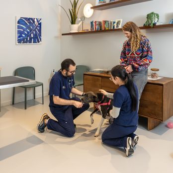 All Ears Veterinary - Veterinarians Near Me - Brooklyn, New York All Ears Veterinary - Veterinarians Near Me - Brooklyn, New York