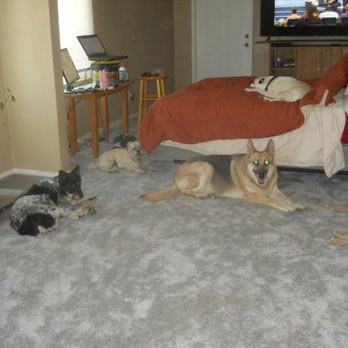 Floorgate - Carpet mutts loving life - Flooring Near Me - Los Angeles, California