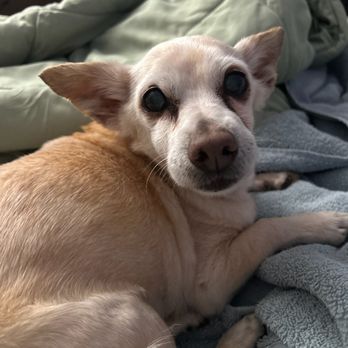 Ranch House Veterinary Services - Kippie Wickland RIP - Veterinarians Near Me - Oceanside, California Ranch House Veterinary Services - Kippie Wickland RIP - Veterinarians Near Me - Oceanside, California