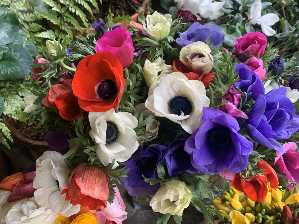 WESTLAND NURSERY 15 Photos 3439 Cloverdale Rd, Pescadero