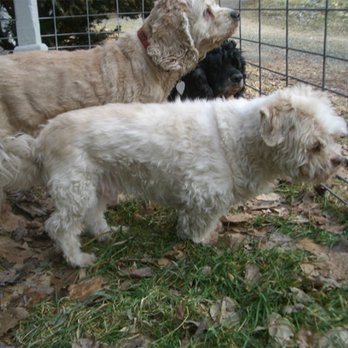 Silver Streak Kennels - Pet Sitting Near Me - Morris, New York Silver Streak Kennels - Pet Sitting Near Me - Morris, New York