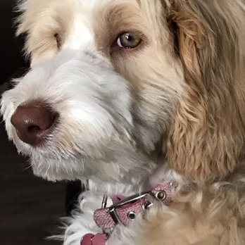Hales Australian Labradoodles - Pet Stores Near Me - Bakersfield, California