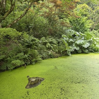 Washington Park Arboretum - Parks Near Me - Seattle, Washington Washington Park Arboretum - Parks Near Me - Seattle, Washington