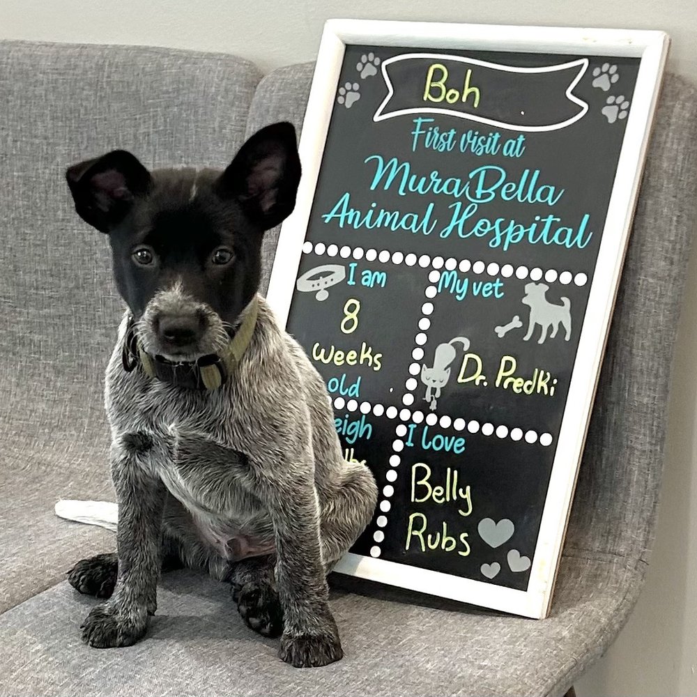 MuraBella Animal Hospital - Our very first appointment back in September. - Veterinarians Near Me - St Augustine, Florida MuraBella Animal Hospital - Our very first appointment back in September. - Veterinarians Near Me - St Augustine, Florida