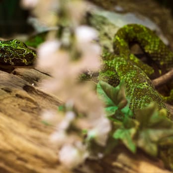 Kentucky Reptile Zoo - Zoos Near Me - Slade, Kentucky