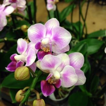 The Orchid Man - Florists Near Me - Los Angeles, California