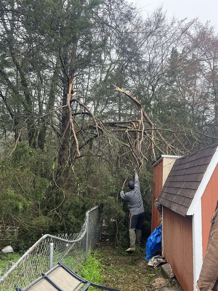 Treadwell Tree Surgeons - tree service in Nashville, TN