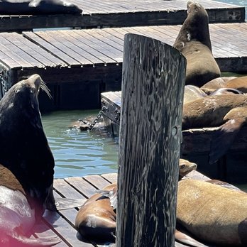 Pier 39 - Sea lions - Marinas Near Me Pier 39 - Sea lions - Marinas Near Me