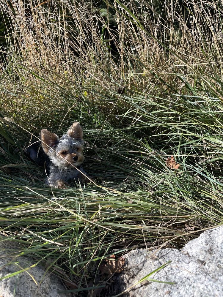 DAWGS N WHISKERS Updated October 2024 56 Photos & 70 Reviews 9177 S 700th E, Sandy, Utah