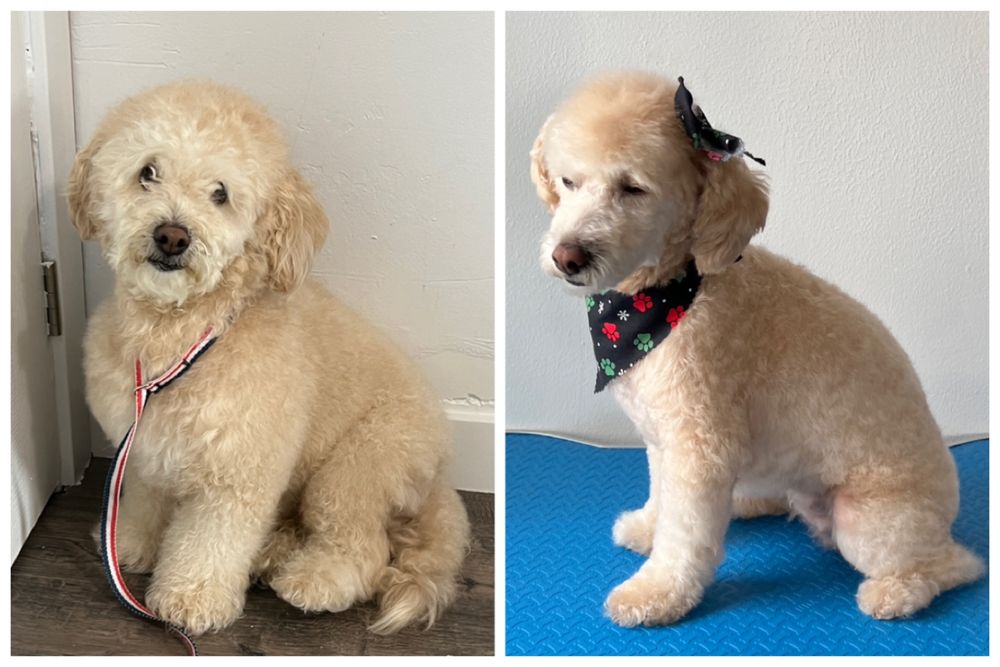 BARKHOUSE DOG GROOMING Updated May 2024 11 Photos Provo, Utah