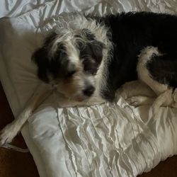 Marketplace Cleaners - Macy is quite happy her bed is clean.