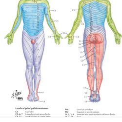 Shelton Sports & Spine and Pain And Injury Doctors - Nerve pain specialist