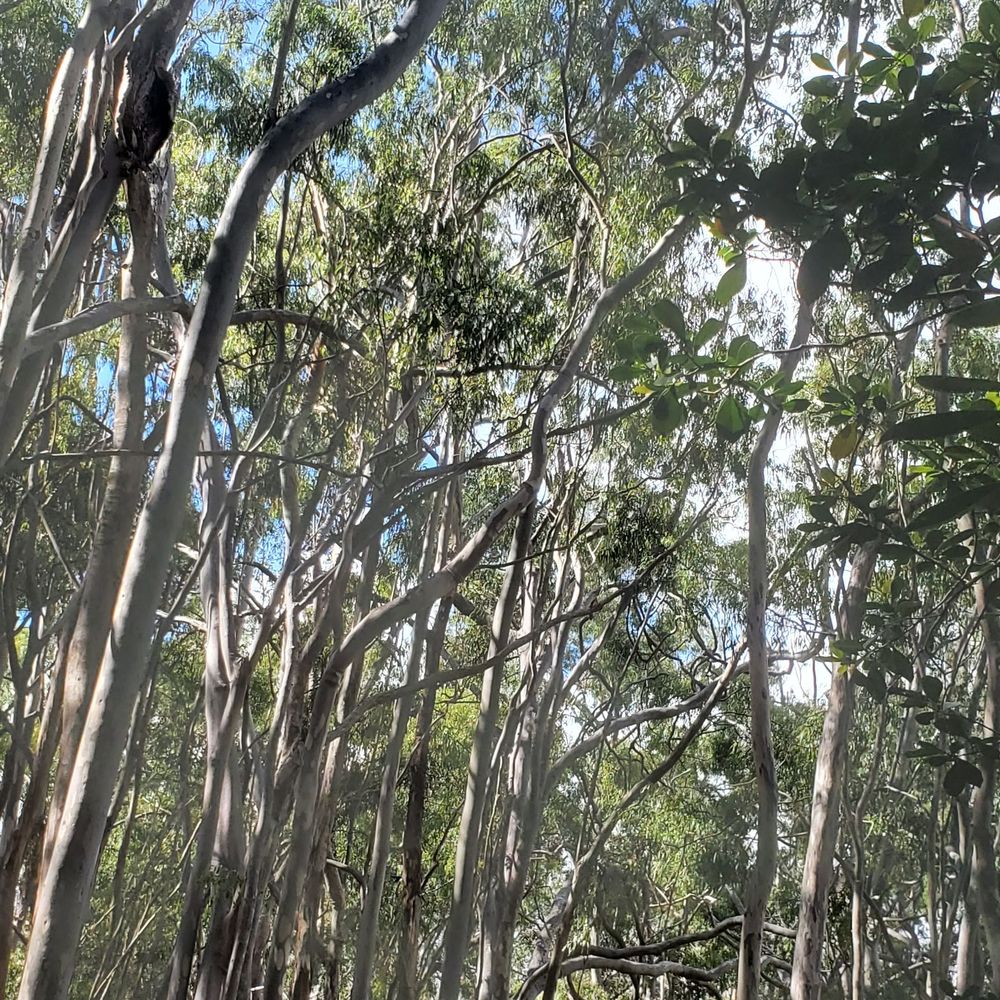 Aiea Loop Trail - Look up - Hiking Near Me - Aiea, Hawaii