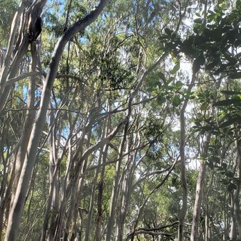 Aiea Loop Trail - Look up - Hiking Near Me - Aiea, Hawaii