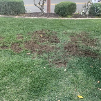 Goodbye Rodent - Pest Control Near Me