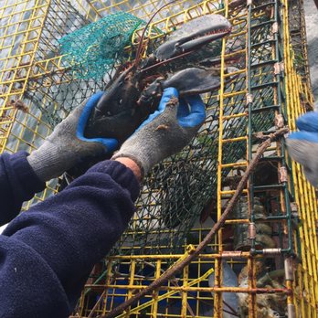 Chatham Boat Tours - Learning about the lobster parts - Boat Tours Near Me - Chatham, Massachusetts