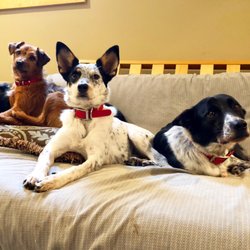 Hudson Valley Dog Farm - Hanging out at the Dog Farm