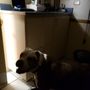 Photo of Veterinary Ophthalmology Service